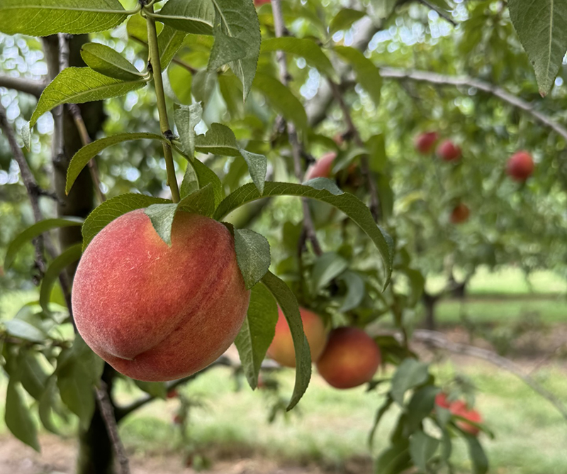 Ripe, orange peaches on a tree. 